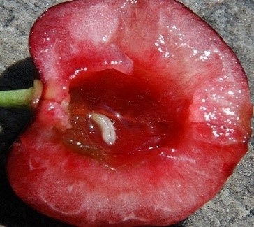 Cherry fruit fly larvae